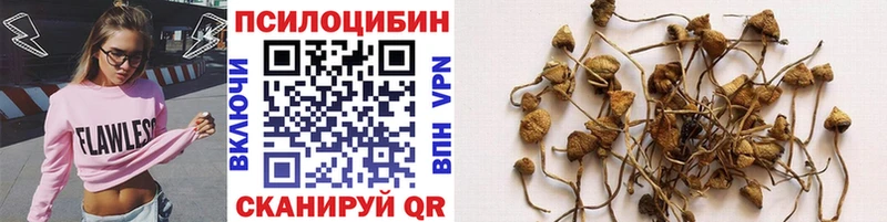 Галлюциногенные грибы Psilocybe  кракен зеркало  Бакал 